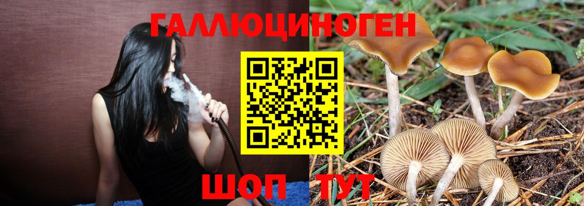 Томск  Псилоцибиновые грибы прущие грибы  Вход с VPN 